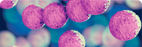 Microscopic Image of Gram-Positive Bacteria