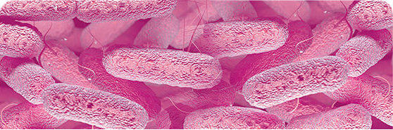 Microscopic Image of Gram-Negative Bacteria