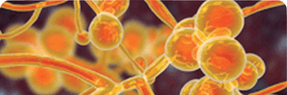 Microscopic Image of Fungi